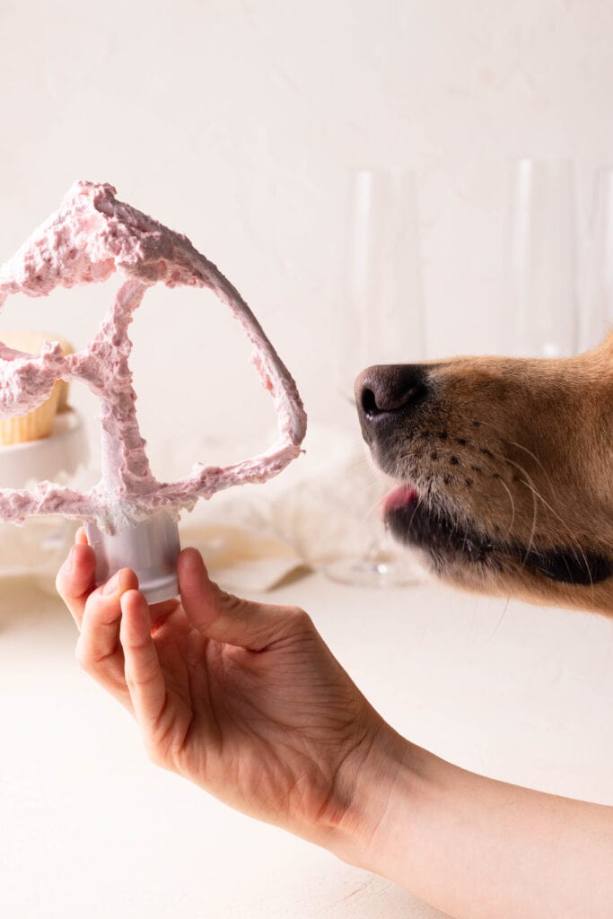 dog licking paddle attachment with swiss meringue buttercream on it