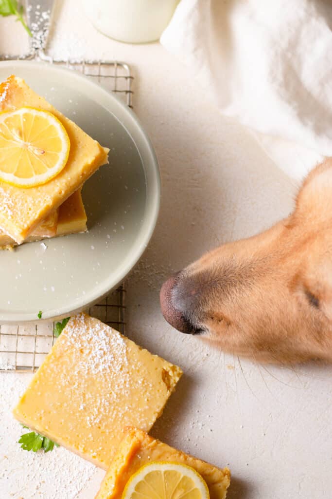 dog sniffing lemon bars on a board