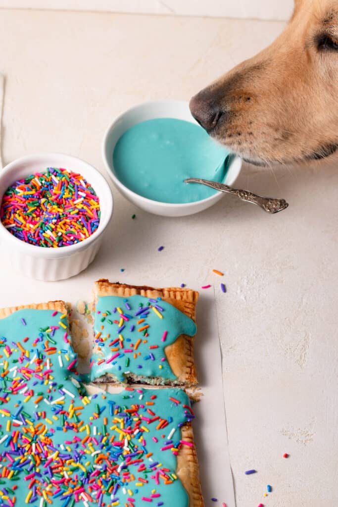 dog sniffing blue icing